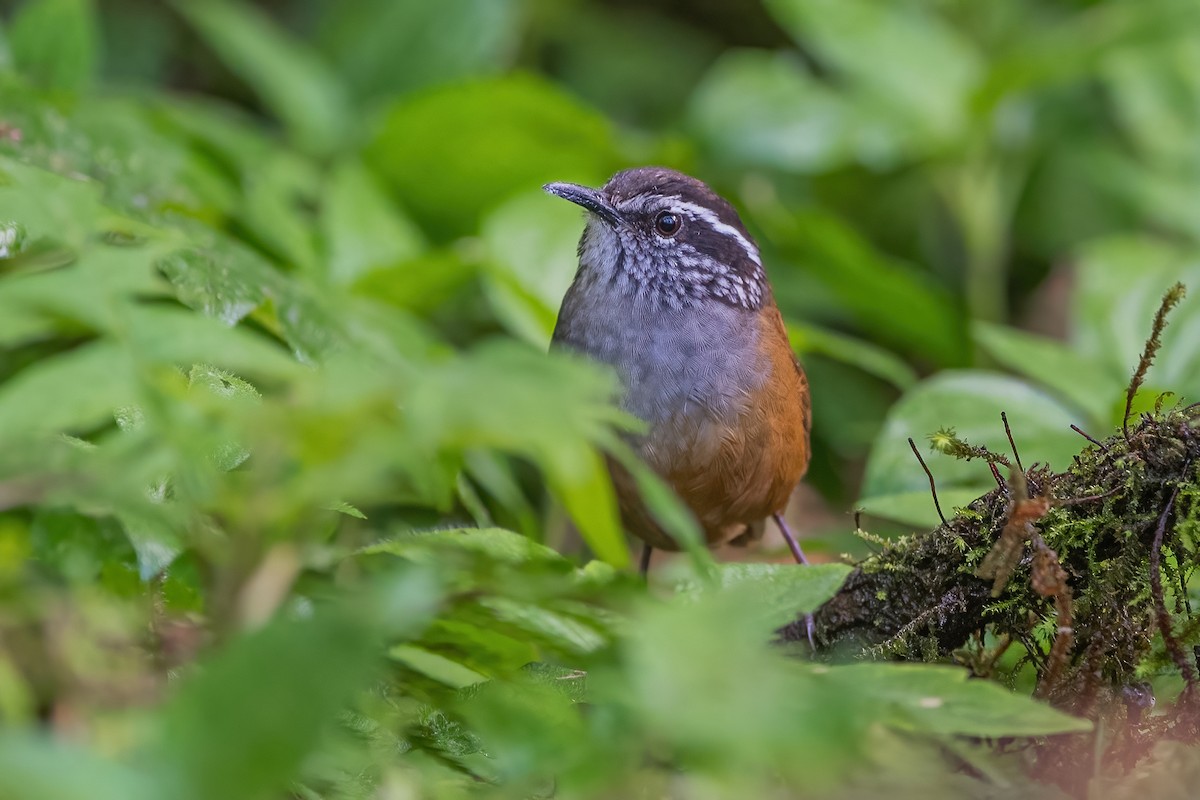 Gray-breasted Wood-Wren - ML585501301