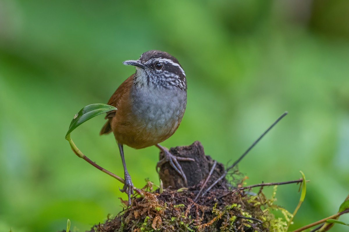 Gray-breasted Wood-Wren - ML585501311