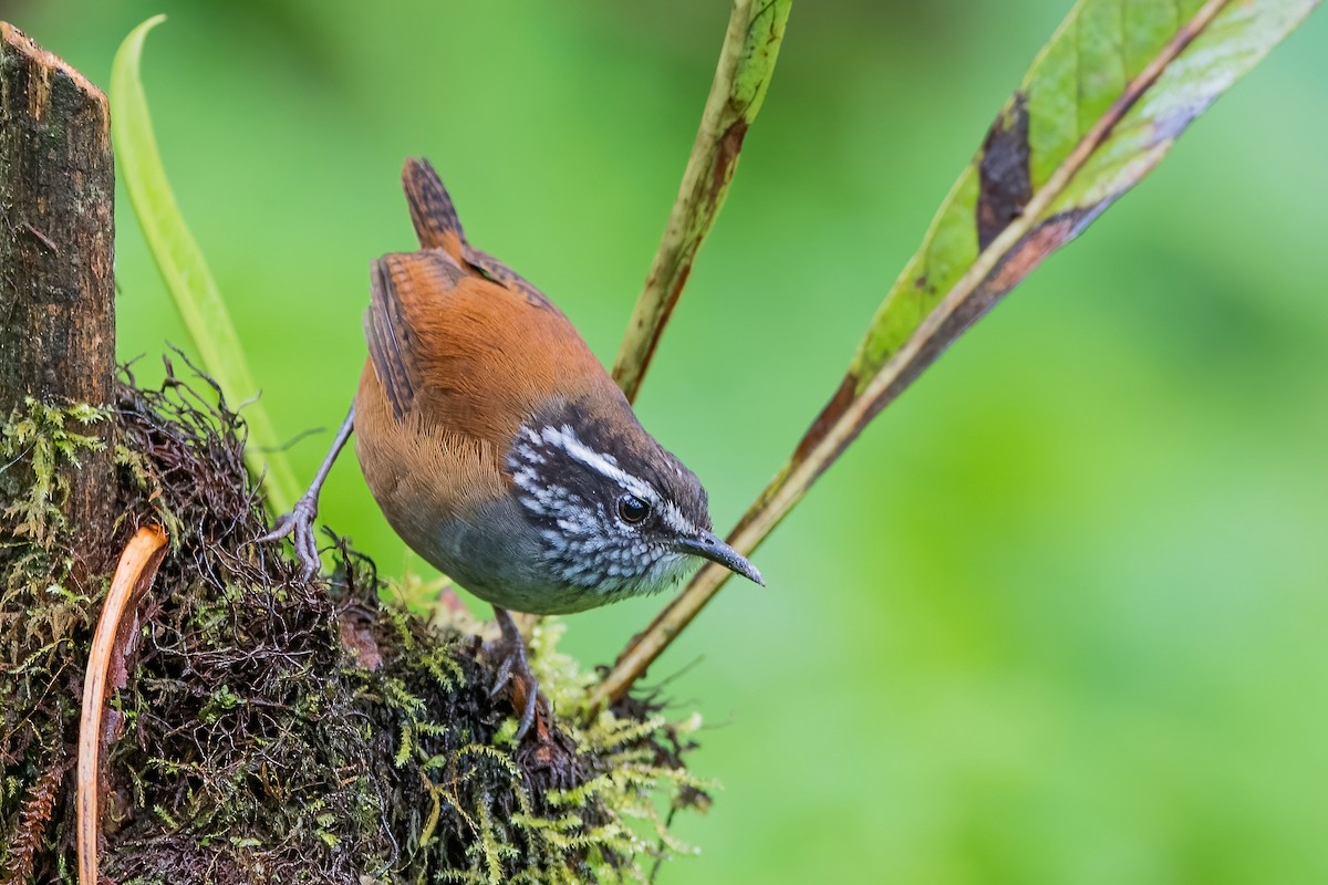 Gray-breasted Wood-Wren - ML585501321