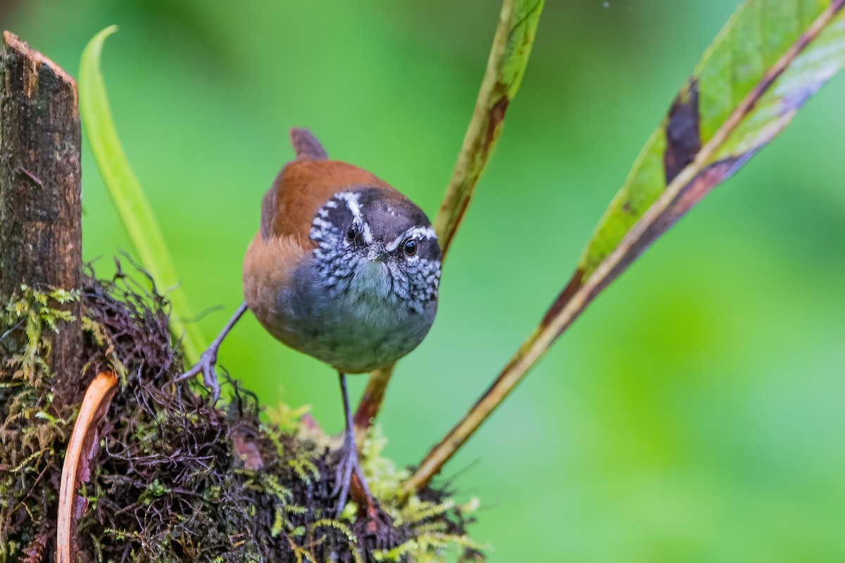 Gray-breasted Wood-Wren - ML585501341