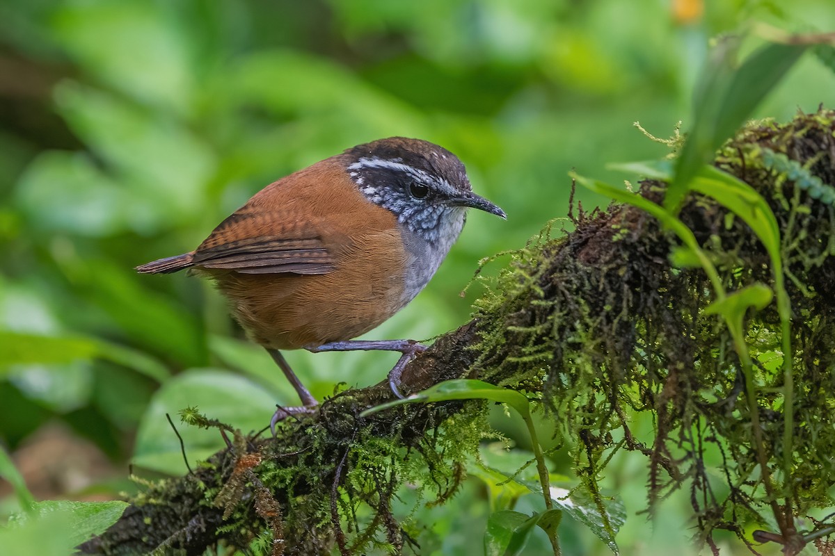 Gray-breasted Wood-Wren - ML585501351