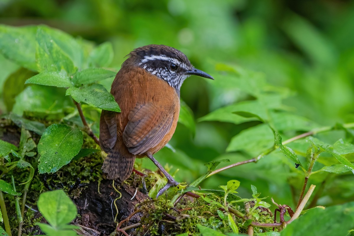 Gray-breasted Wood-Wren - ML585501361