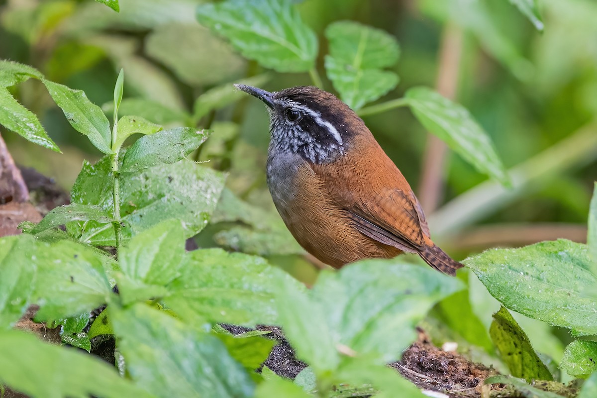 Gray-breasted Wood-Wren - ML585501371