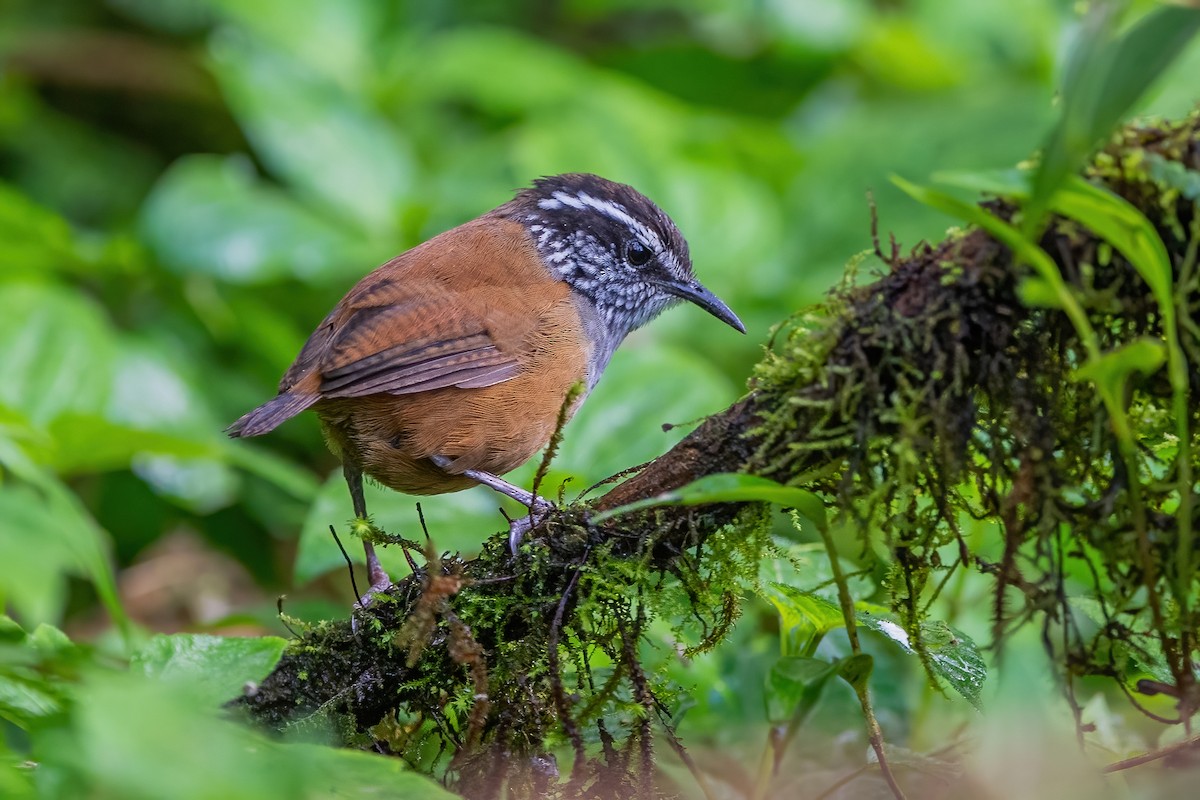 Gray-breasted Wood-Wren - ML585501381