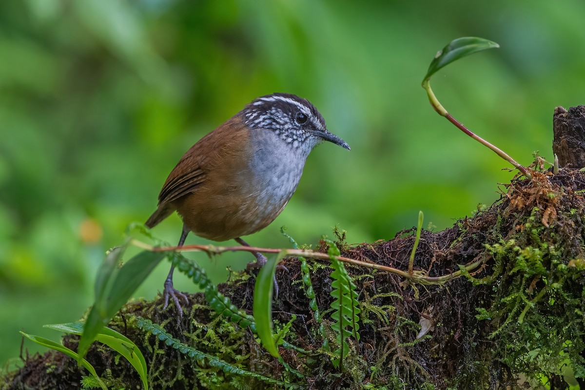 Gray-breasted Wood-Wren - ML585501391