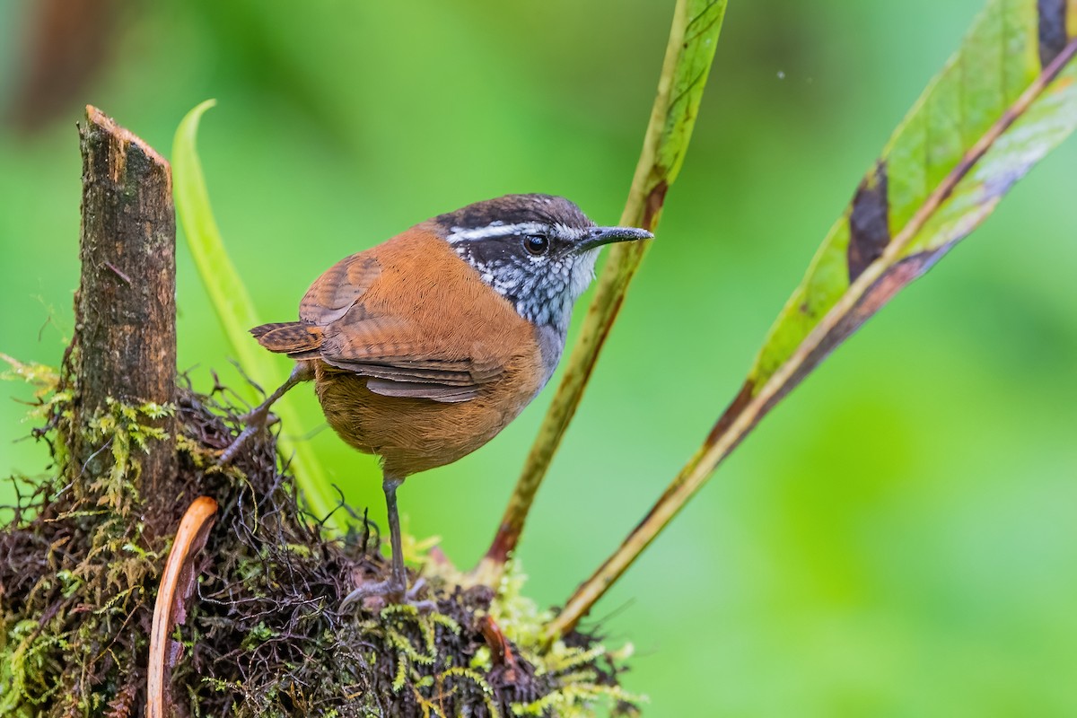 Gray-breasted Wood-Wren - ML585501401