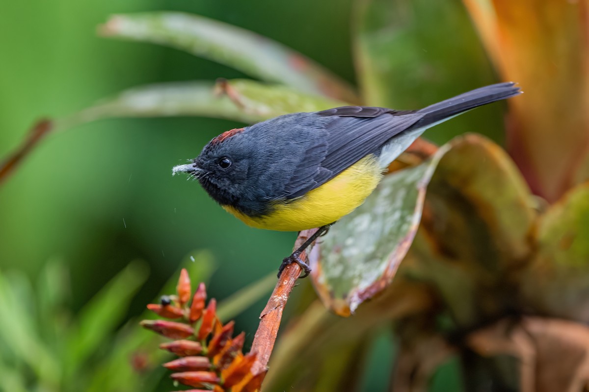 Slate-throated Redstart - Ngoc Sam Thuong Dang