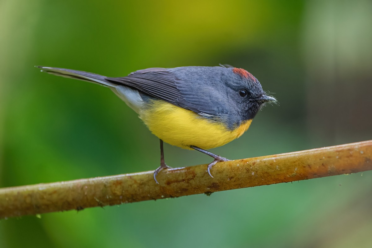 Slate-throated Redstart - Ngoc Sam Thuong Dang