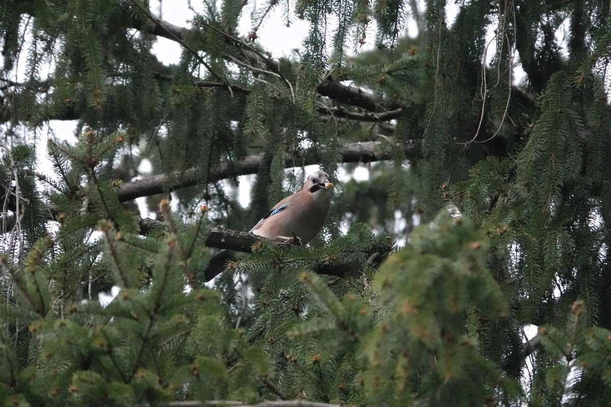 Eurasian Jay - Nicola Marchioli