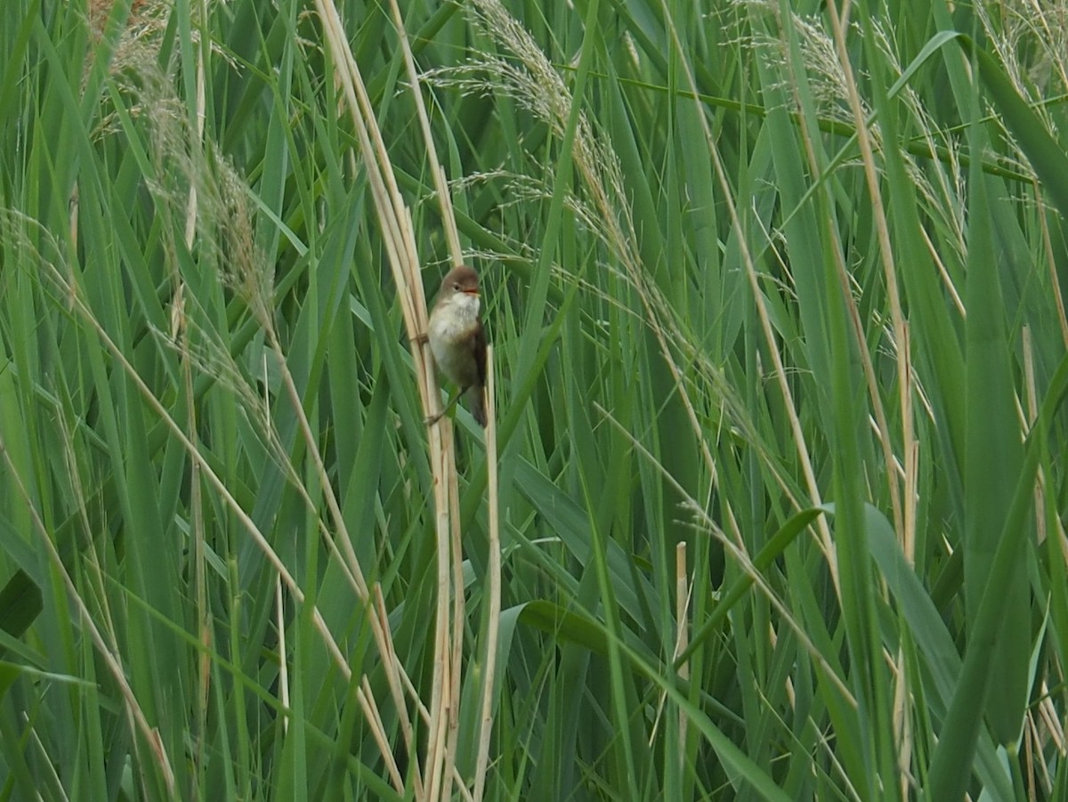 Common/Great Reed Warbler - ML585504841