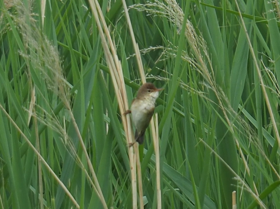 Common/Great Reed Warbler - ML585504861