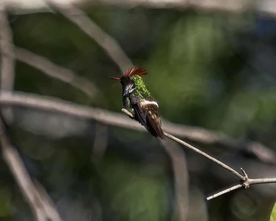 Frilled Coquette - ML585504891