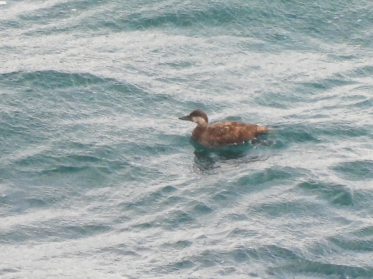 Common Scoter - ML585506101