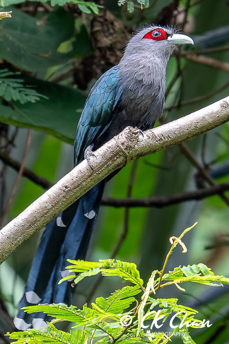 Black-bellied Malkoha - ML585507471