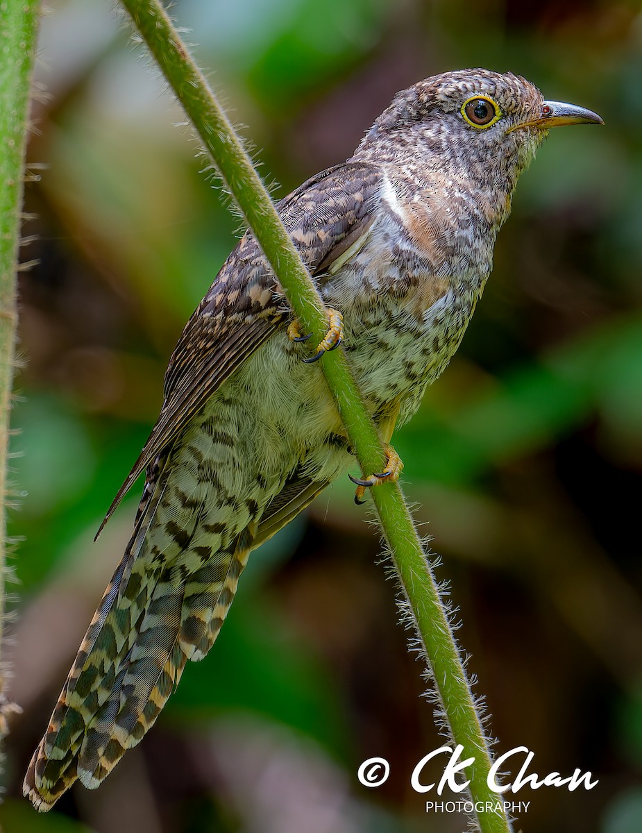 Brush Cuckoo (Sunda) - ML585507501