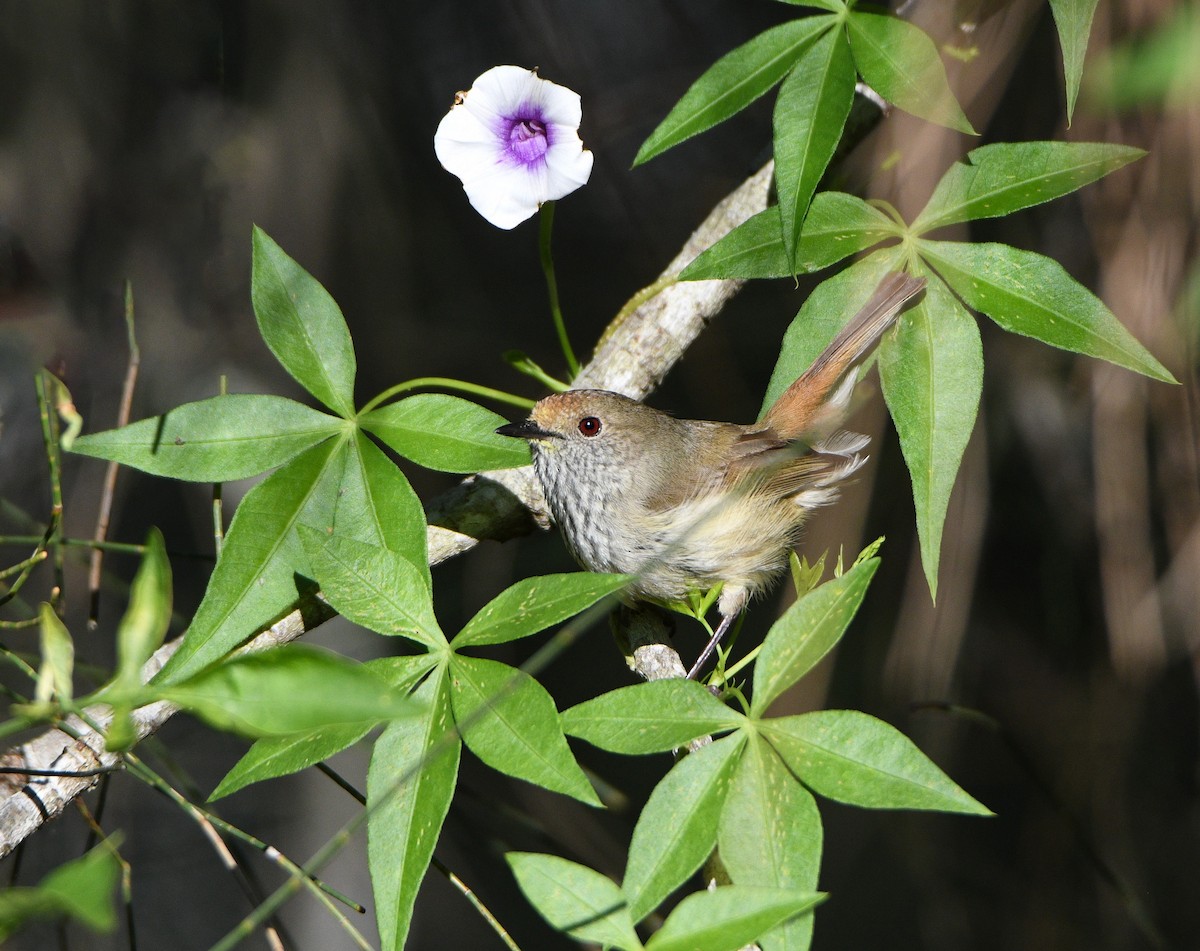 Brown Thornbill - Michael Daley