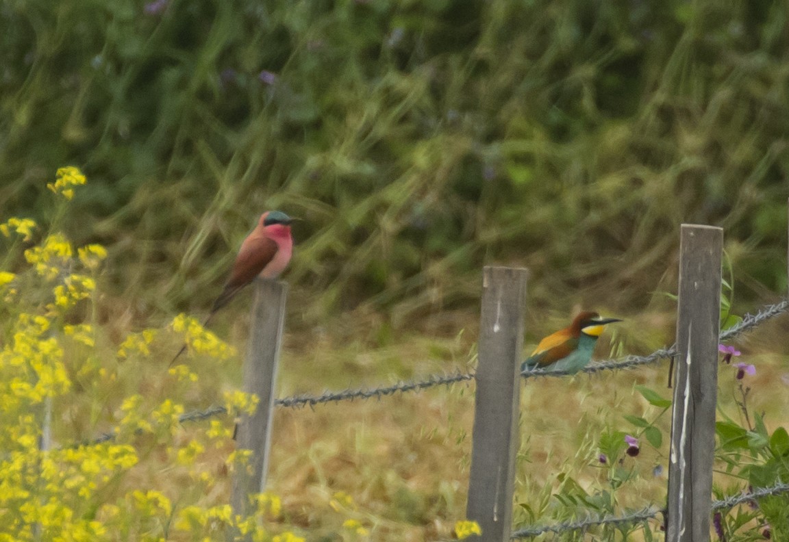 Southern Carmine Bee-eater - Nizamettin Yavuz