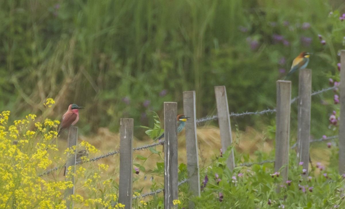 Southern Carmine Bee-eater - ML585508151