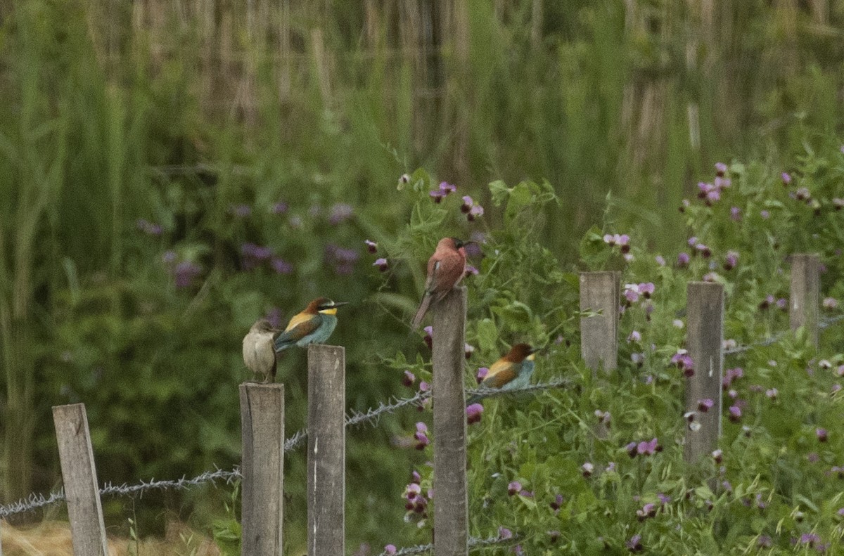 Southern Carmine Bee-eater - Nizamettin Yavuz