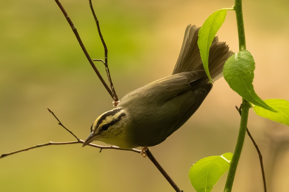 Worm-eating Warbler - ML585508401