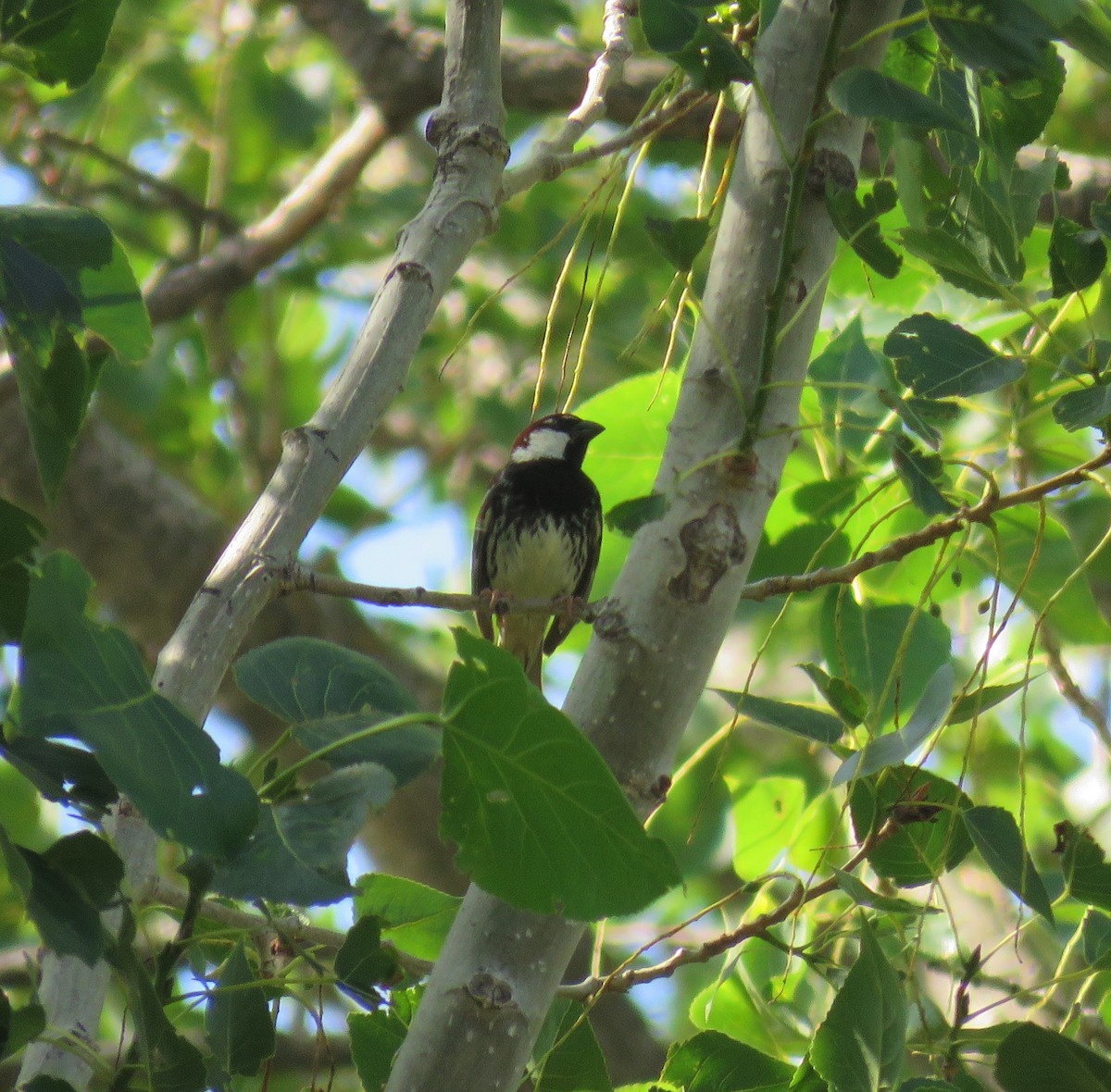 Spanish Sparrow - ML585508861