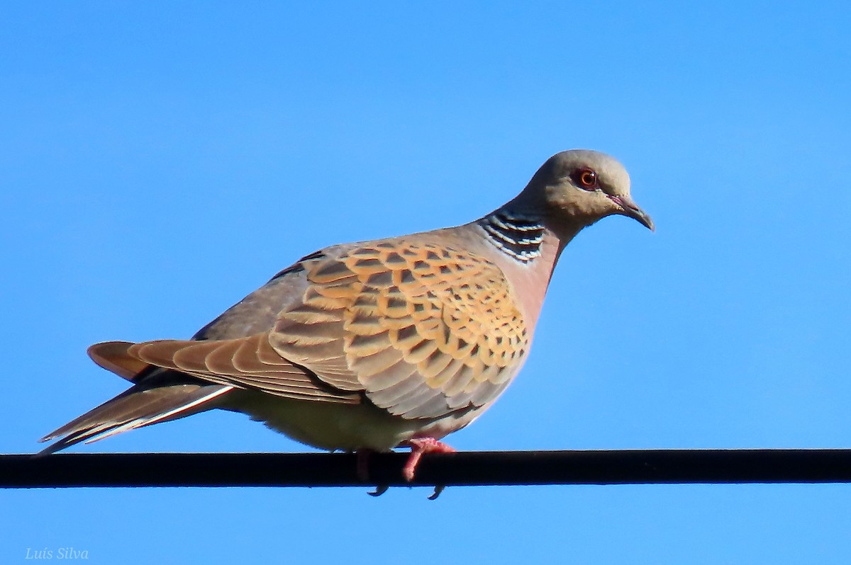 European Turtle-Dove - ML585509581