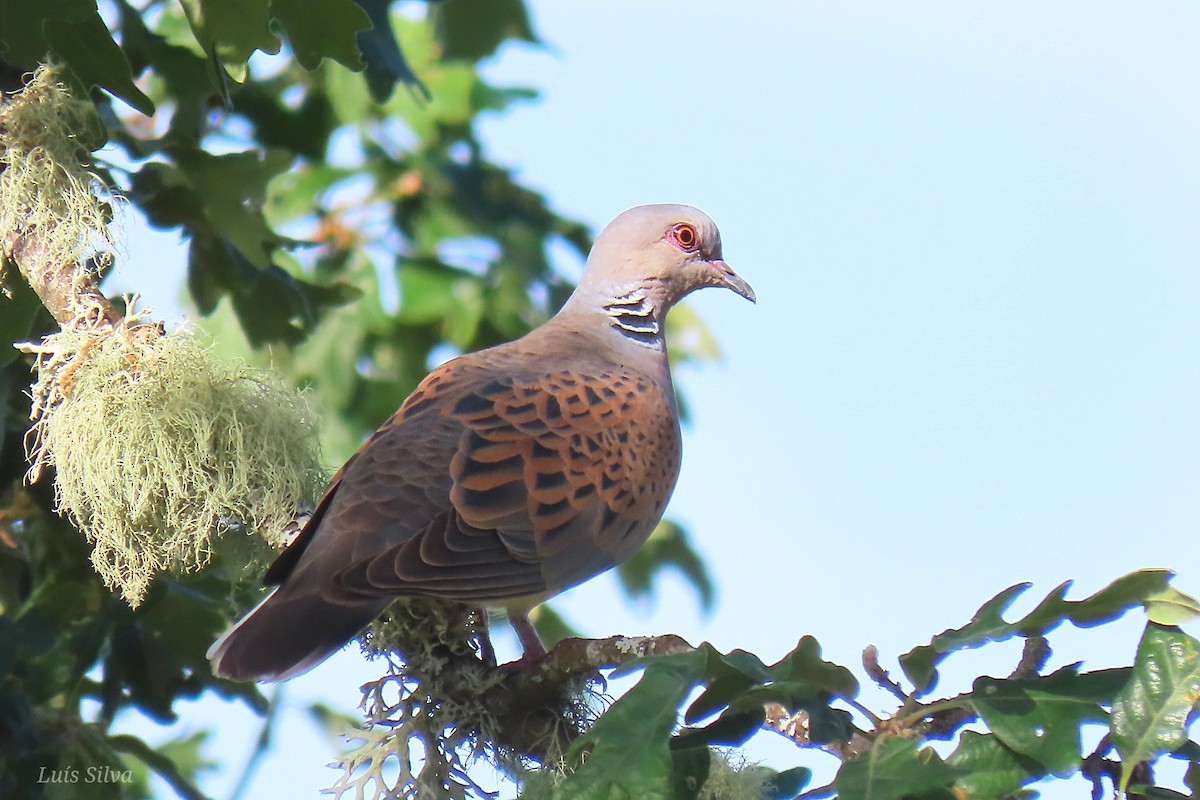 European Turtle-Dove - ML585509591