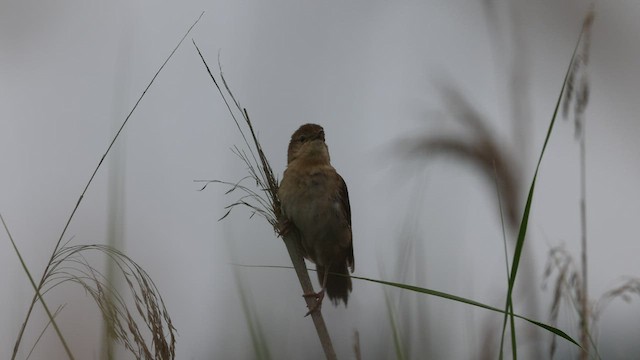 Savi's Warbler - ML585510241