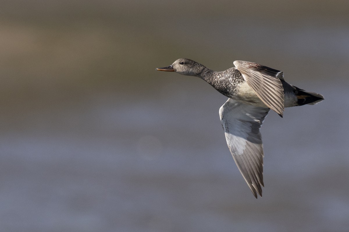 Gadwall - ML585510291