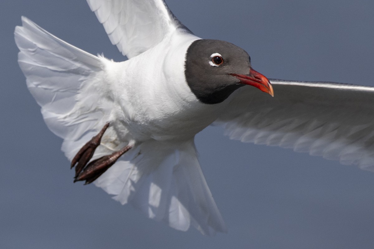 Mouette atricille - ML585510301