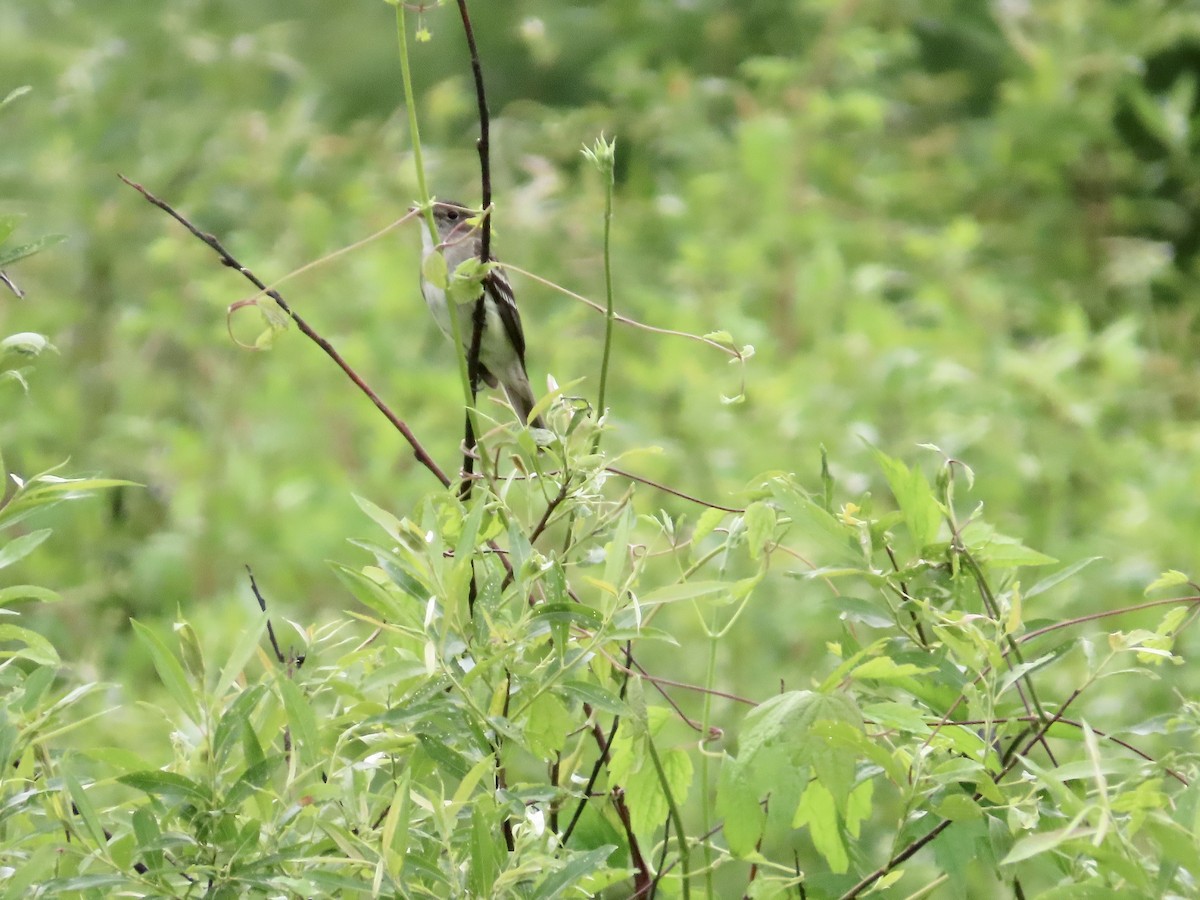 Alder Flycatcher - ML585510351