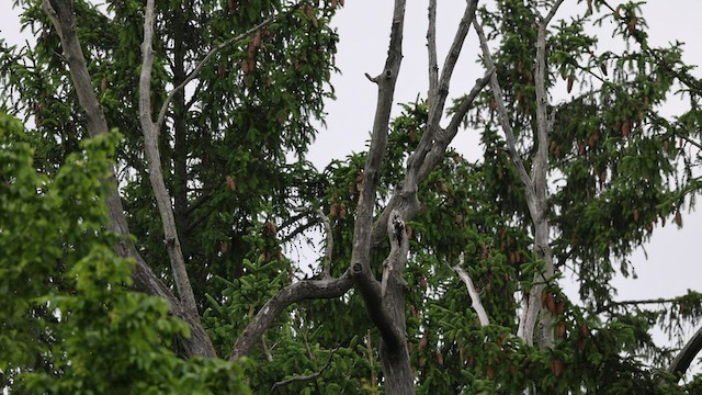 White-backed Woodpecker - ML585510601