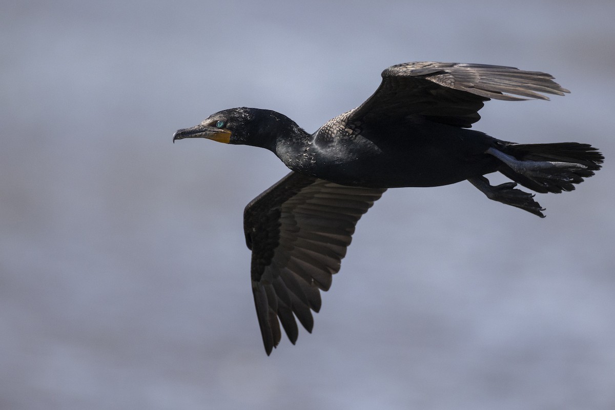 Double-crested Cormorant - ML585510991