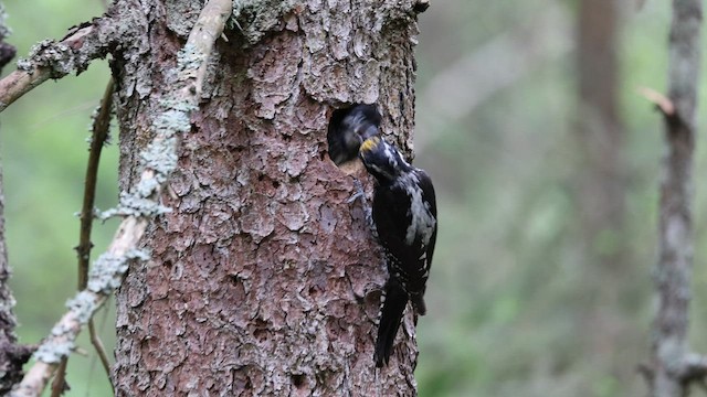 Eurasian Three-toed Woodpecker - ML585511051