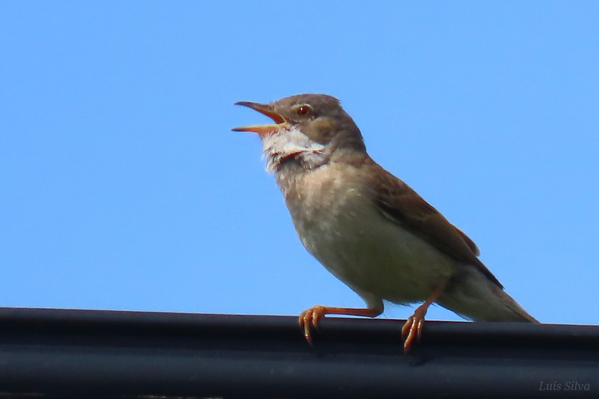 Greater Whitethroat - ML585511081
