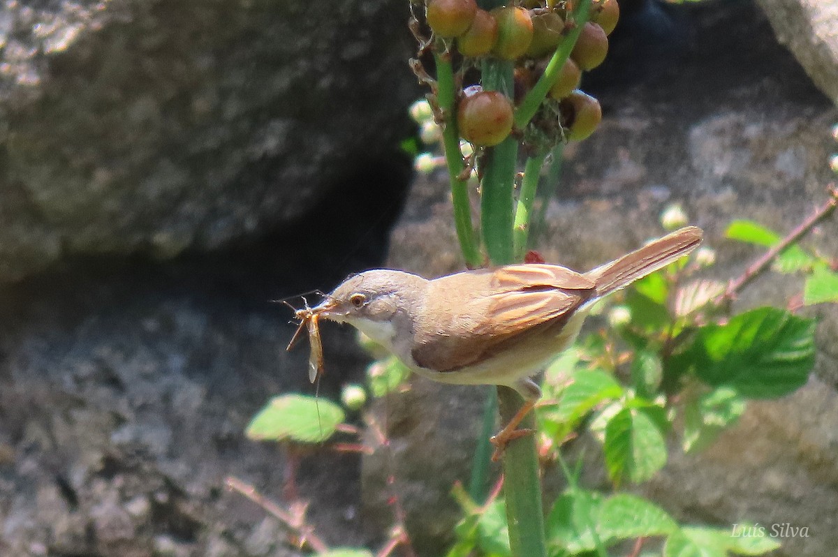 Greater Whitethroat - ML585511091