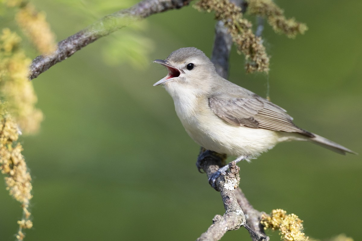 Warbling Vireo - ML585511201