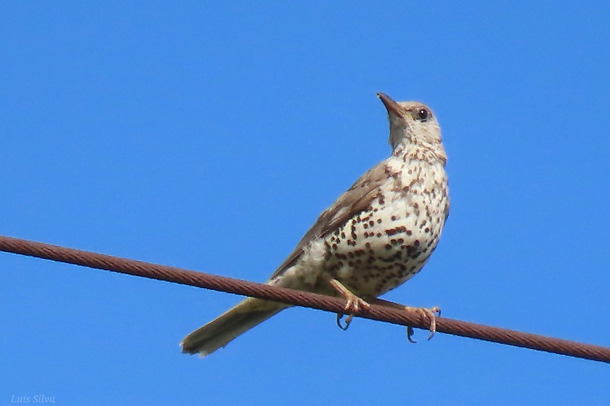 Mistle Thrush - Luís Manuel Silva