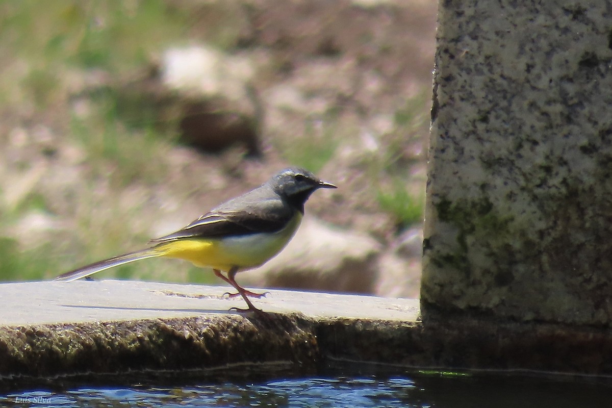 Gray Wagtail - ML585511351