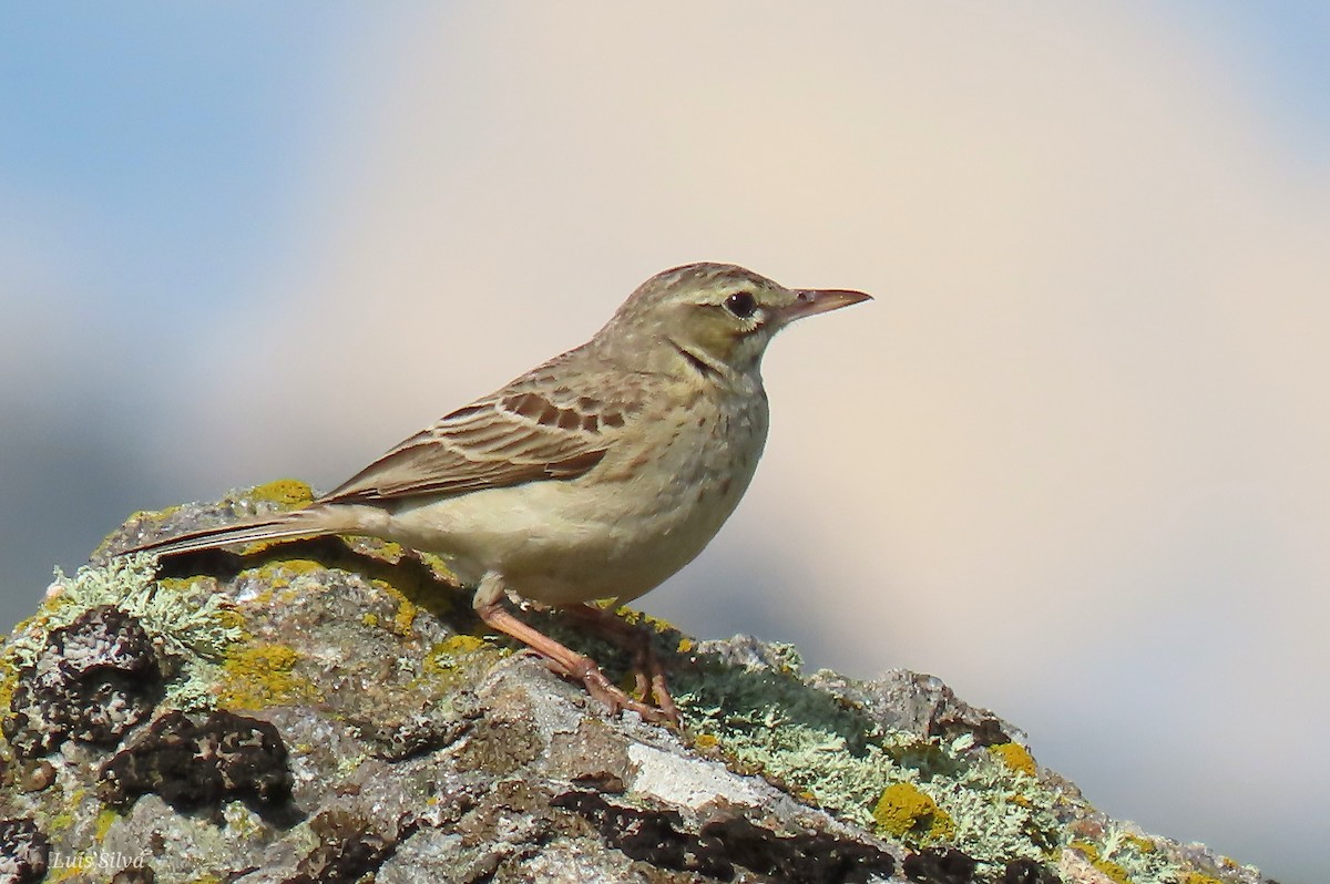 Tawny Pipit - ML585511461