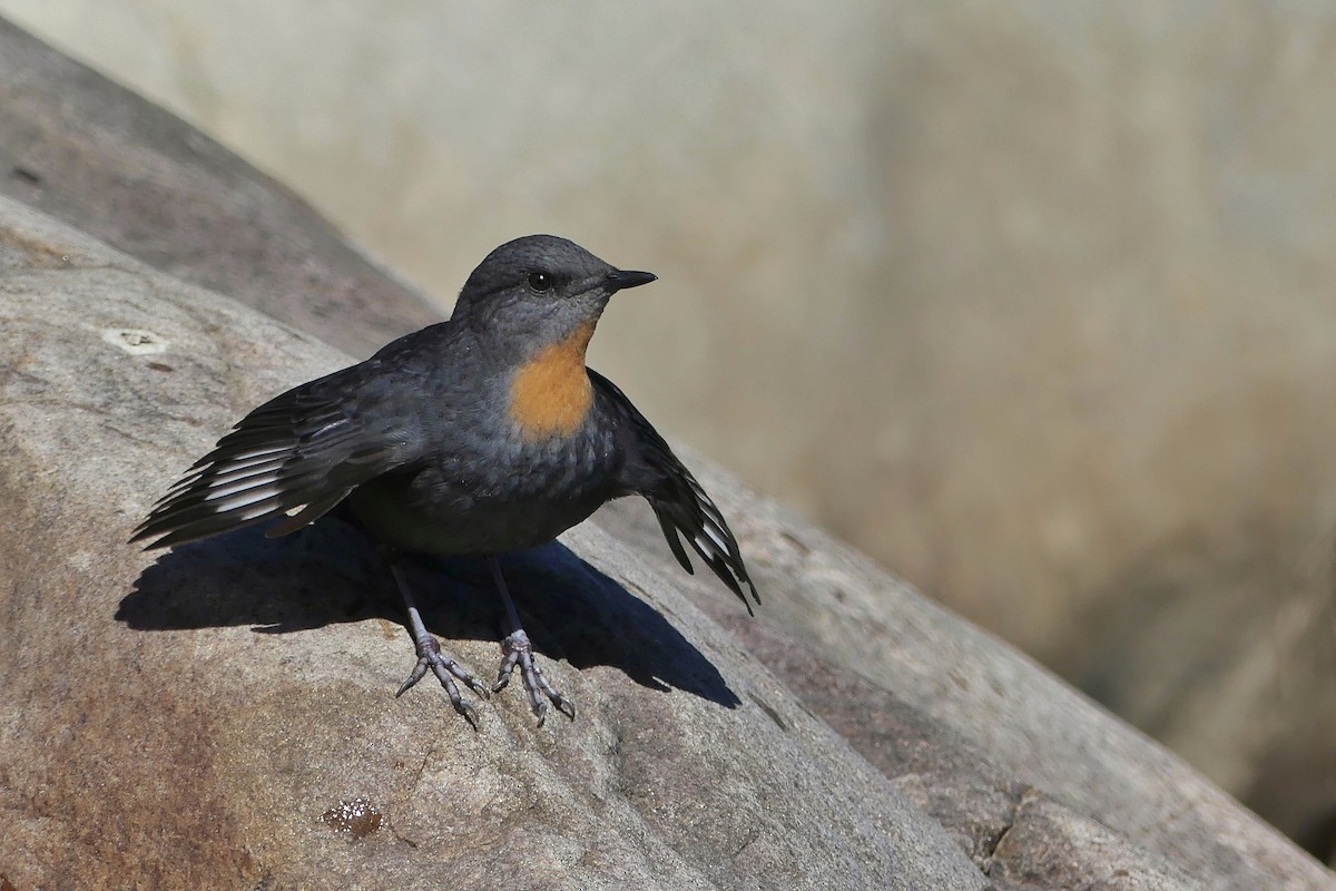 Rufous-throated Dipper - ML585512101