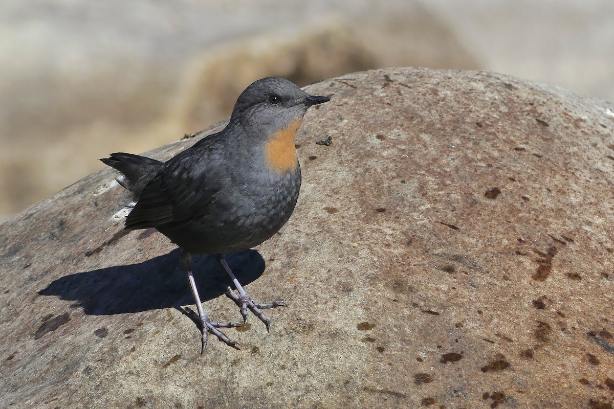 Rufous-throated Dipper - ML585512121