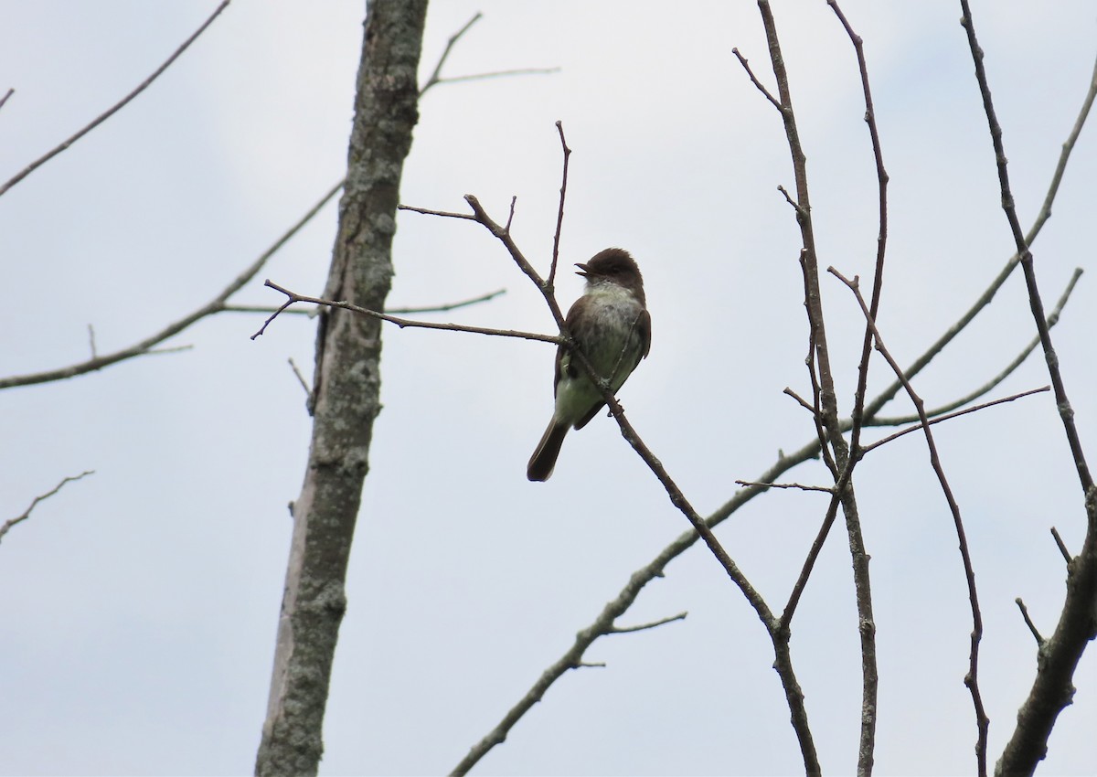 Eastern Phoebe - ML585512351