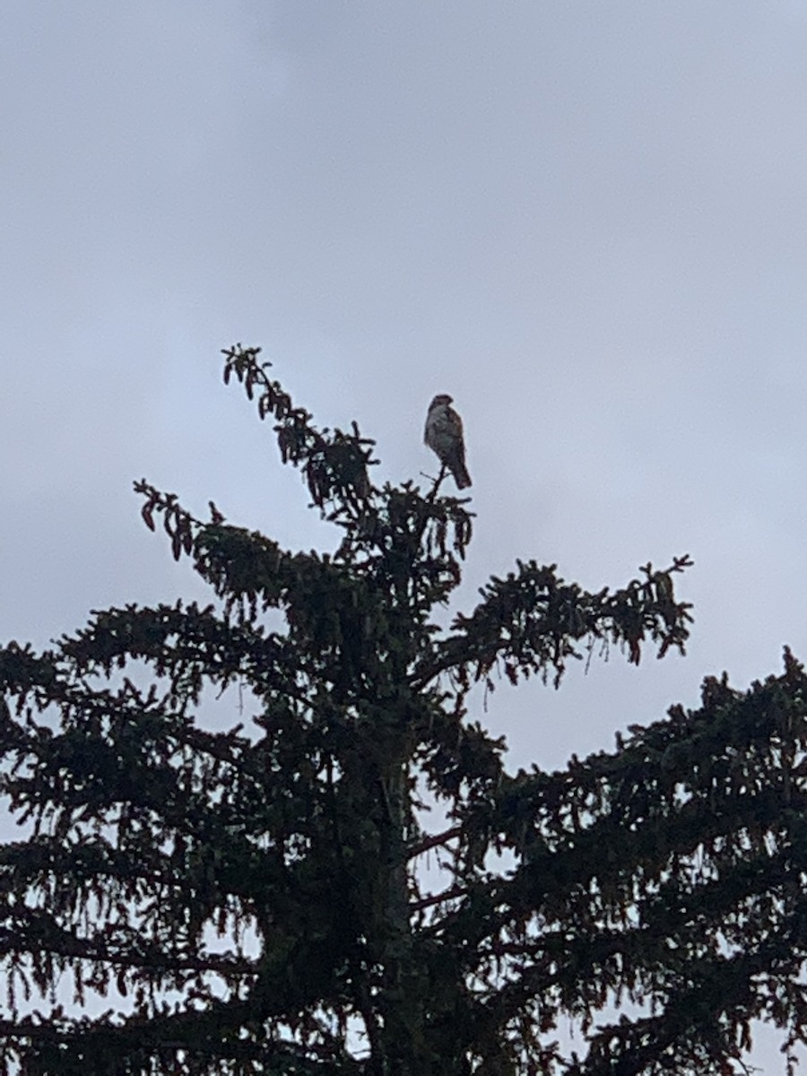 Red-tailed Hawk - ML585514751