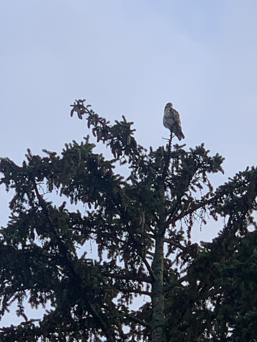 Red-tailed Hawk - ML585514761