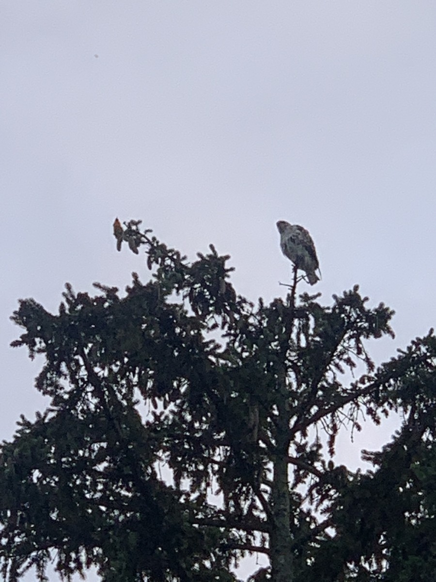 Red-tailed Hawk - ML585514771