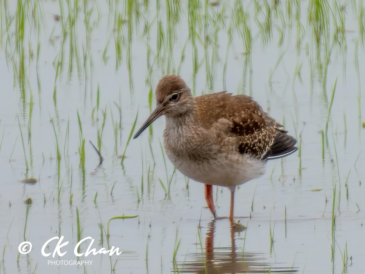 Common Redshank - Chee Keong  Chan