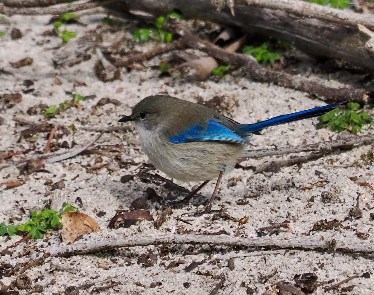 Splendid Fairywren - Ken Glasson