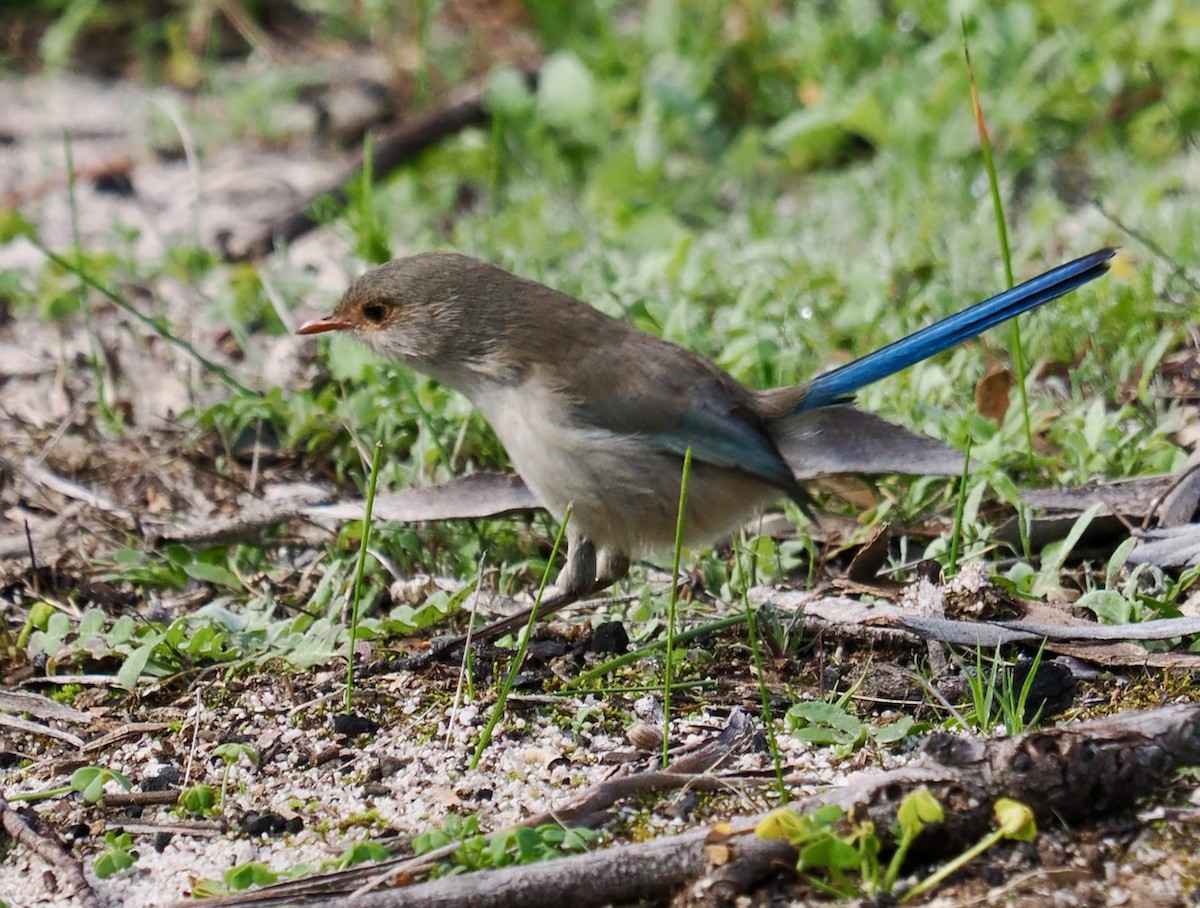 Splendid Fairywren - Ken Glasson