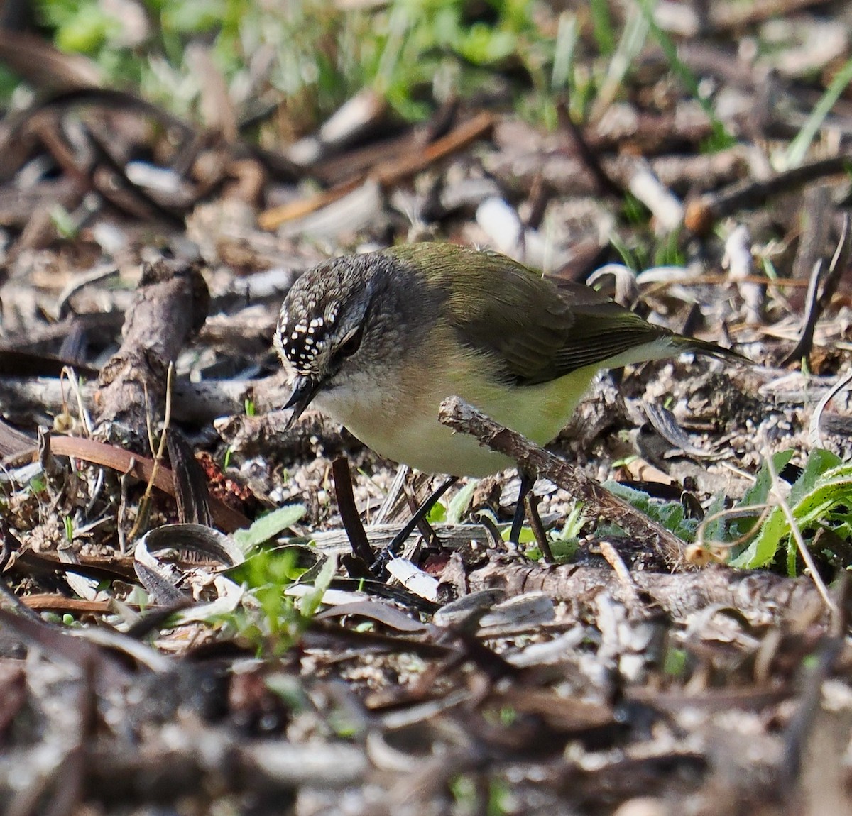 Yellow-rumped Thornbill - Ken Glasson